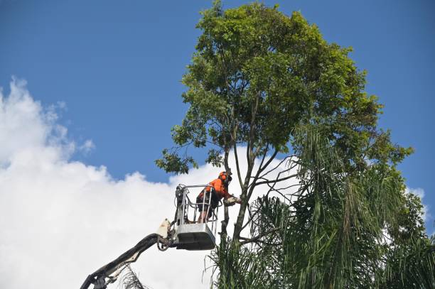 Best Storm Damage Tree Cleanup  in Superior, WI